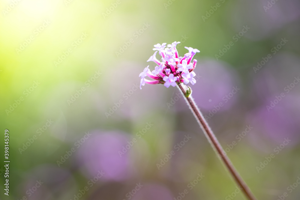The background image of the colorful flowers The background image of the colorful flowers