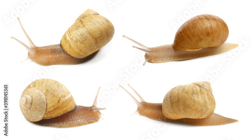 Collection of common garden snails on white background. Banner design