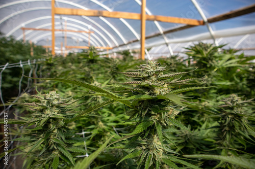 Cannabis Plants growing inside a greenhouse
