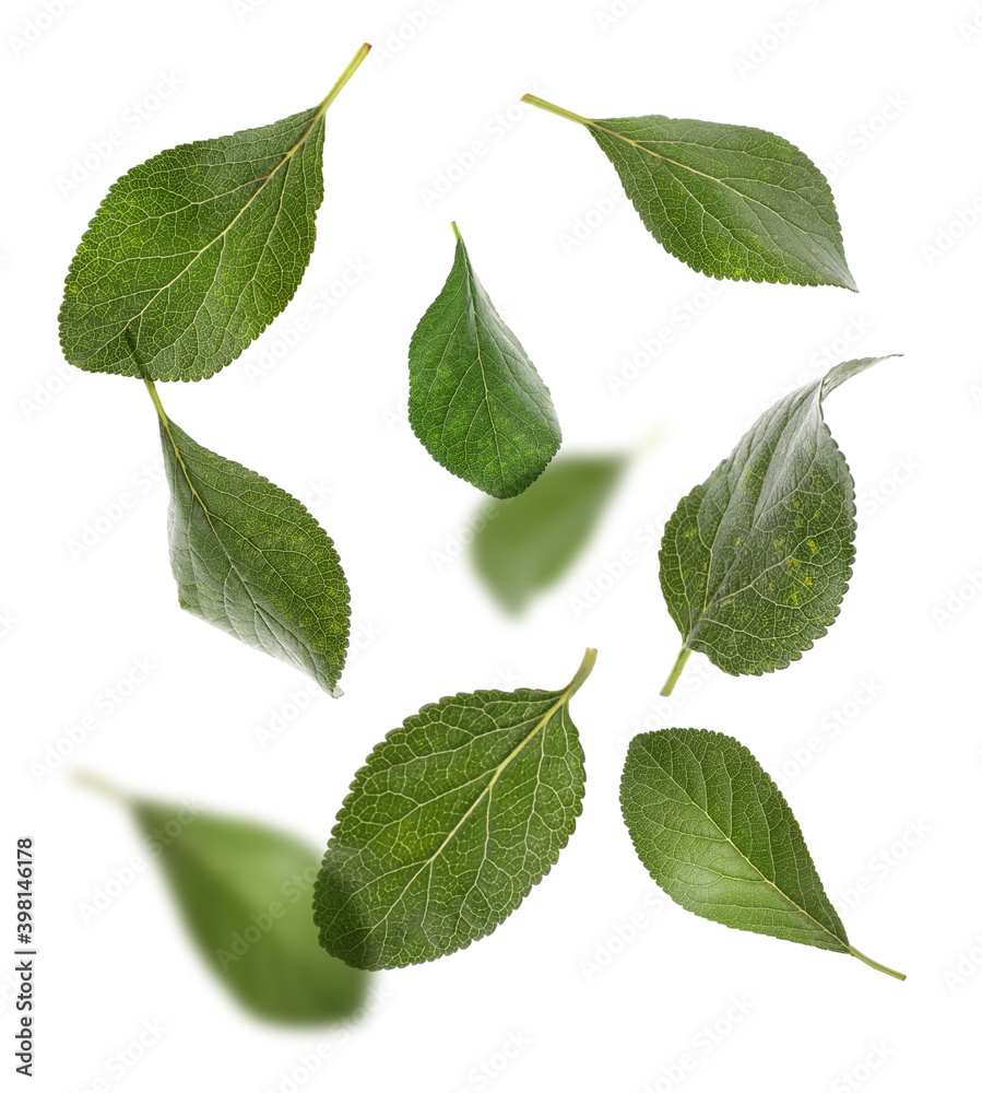 Green plum leaves falling on white background Green plum leaves falling on white background