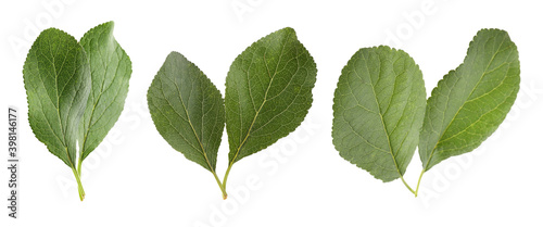 Set of green plum leaves on white background, banner design © New Africa