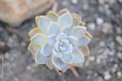 frost on a flower