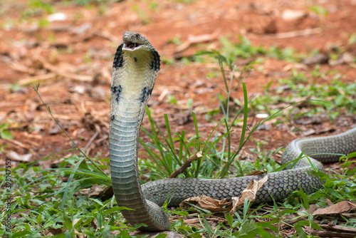 Canvas-taulu The faces of king cobra (Ophiophagus hannah), venomous snake