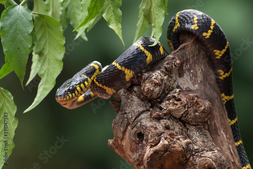 The gold-ringed cat snake (boiga dendrophilia in defensive mode, photo