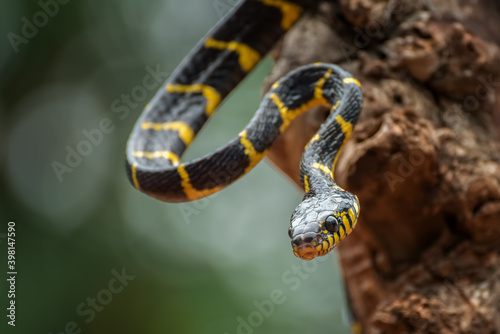 The gold ringed cat snake in defensive mode ( Boiga dendrophilia ) photo