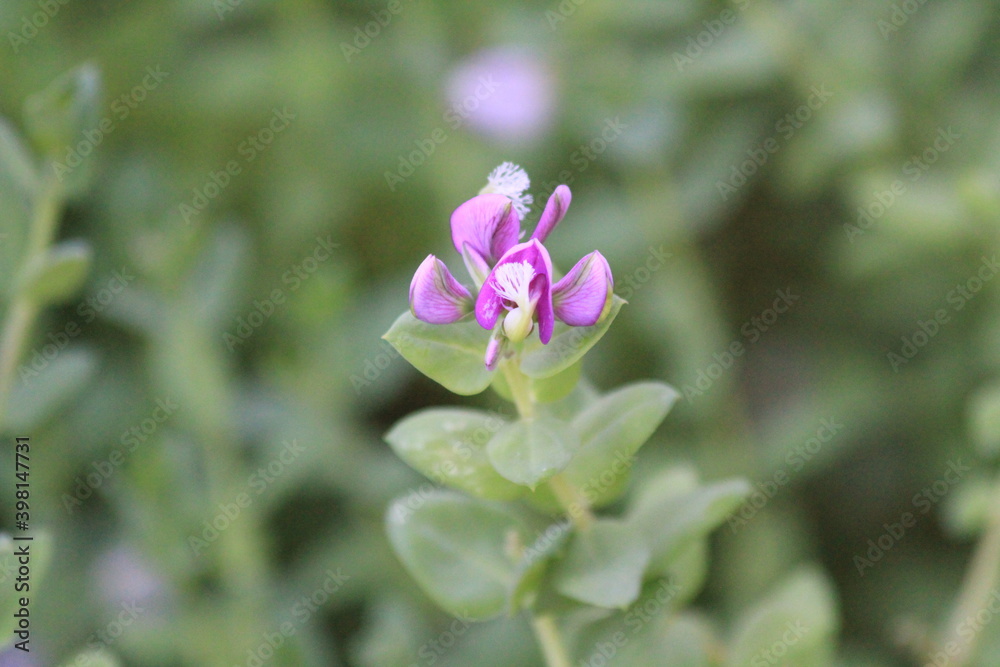 purple flower purple flower