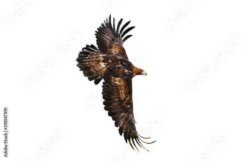 Tableau sur toile Eagle in flight