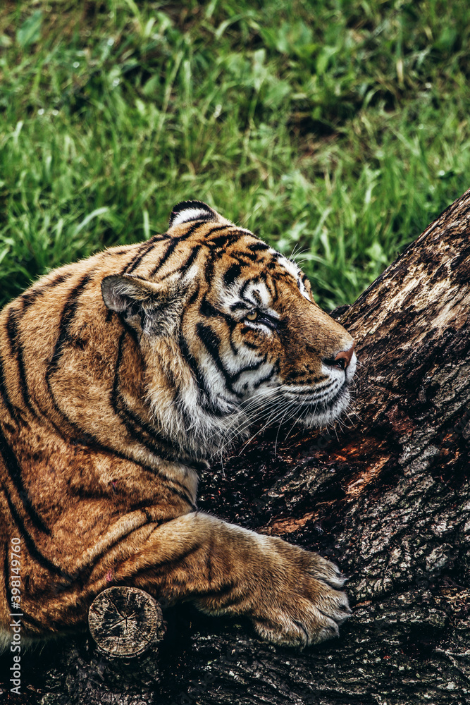 Obraz premium Sitting tiger with direct gaze
