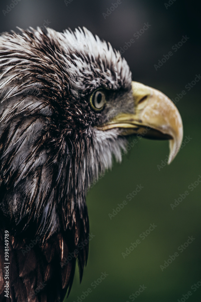 Fototapeta premium Harris Eagle very serious look