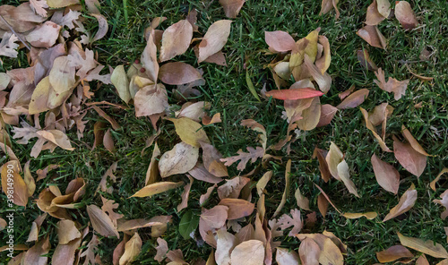 Yellow fall leaves on grassy field