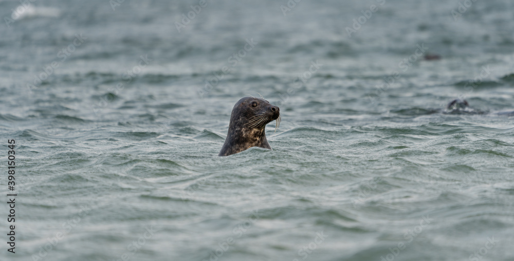 Fototapeta premium Seal swimming in the sea on the Swedish west coast. Blurred background.
