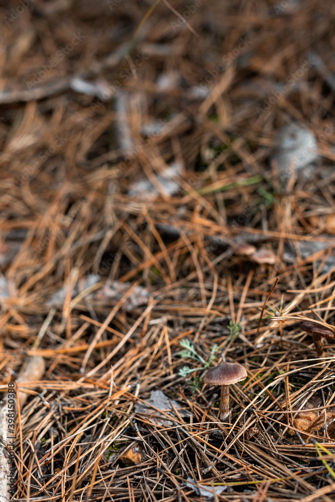 Small mushroom in sharp focus on forest floor covered with fallen autumn leaves and sticks in Bulgaria, Europe
