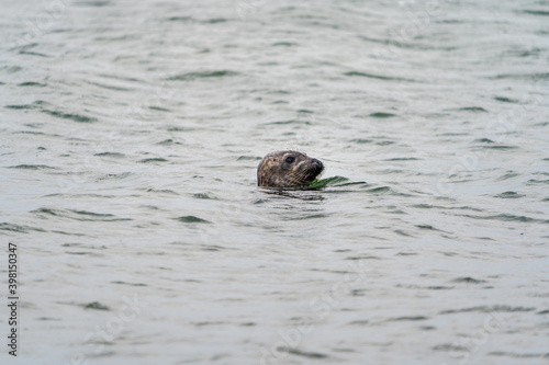 Seal in the sea in Falsterbo, Sweden.