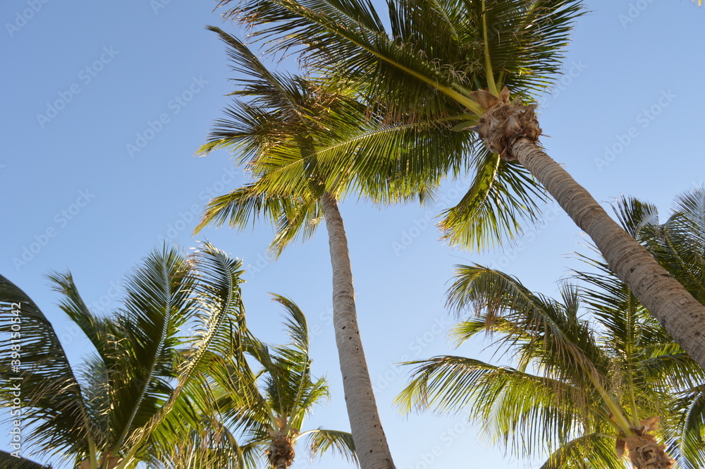 Fototapeta premium A cloudless winter day in Florida. 