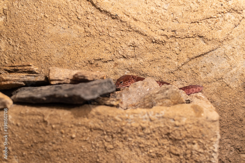 Small red gecko hiding cute funny in dry biome enclosure warm climate natural scenery background