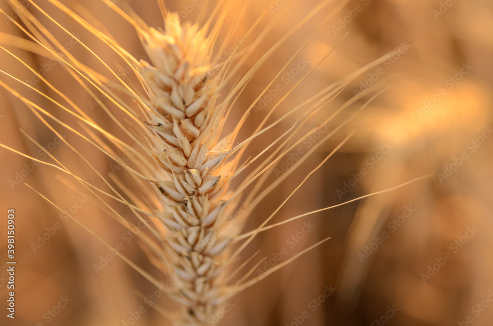 Detail of wheat field in golden light at sunset Detail of wheat field in golden light at sunset