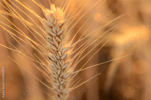 Detail of wheat field in golden light at sunset