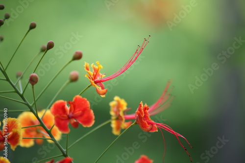 orange and red exotic flower