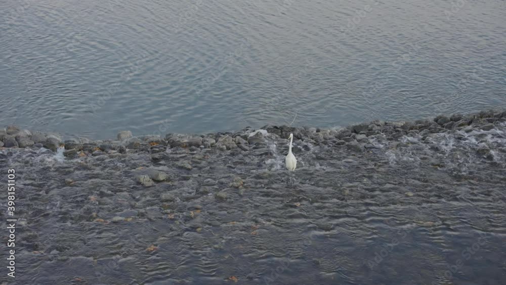 White crane standing in Katsura river at Arashiyama, Kyoto Japan White crane standing in Katsura river at Arashiyama, Kyoto Japan