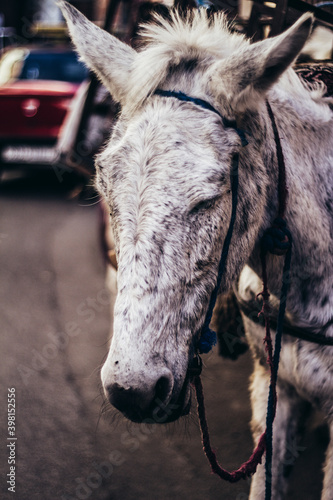 Donkey in the streets of Morocco
