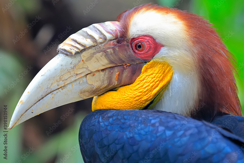The face of a handsome hornbill (Rhyticeros undulatus) with its beautiful coat color.