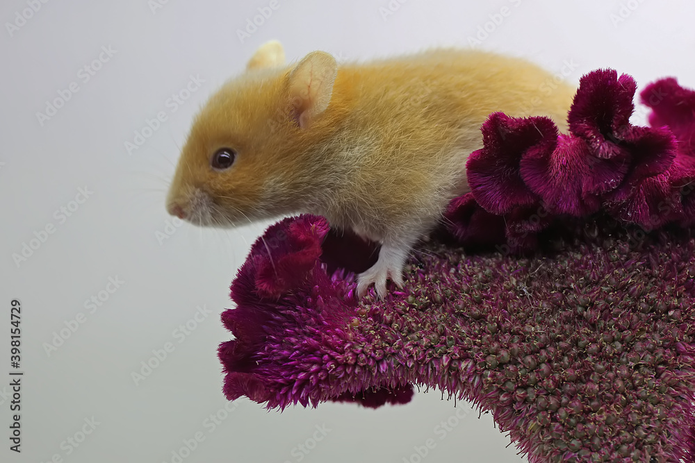 Syrian Hamster (Mesocricetus auratus)