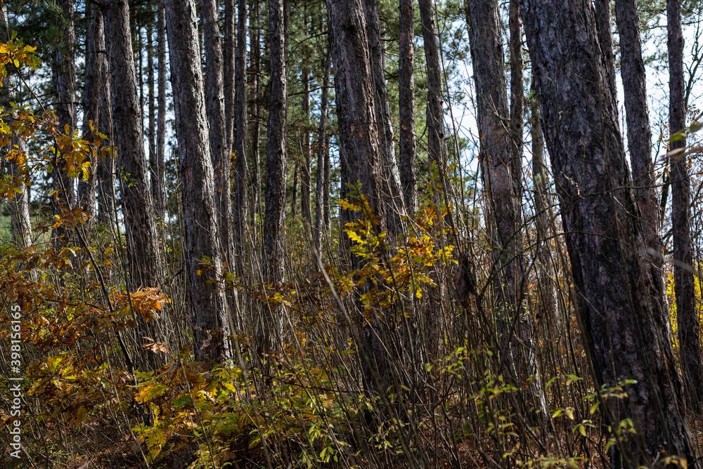 Naklejka premium Natural looking autumn forest high symmetrical tree trunks path road in Bulgaria, Eastern Europe