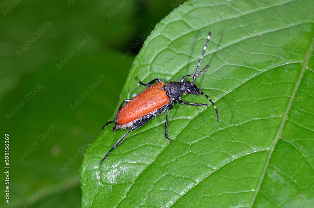 Fototapeta premium ブチヒゲハナカミキリ（北海道・層雲峡） 
