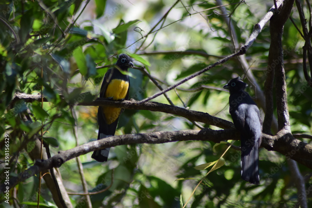 Fototapeta premium trogon