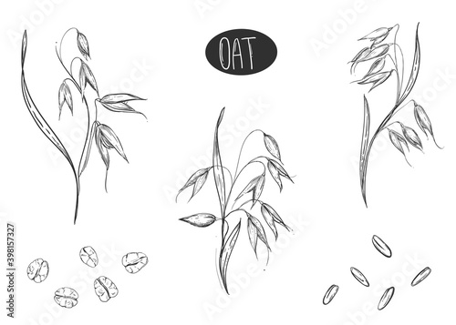 Hand drawn sketch black and white set of oat plant, grain, oatmeal, leaf. Vector. Elements in graphic style label, card, sticker, menu, package. Engraved style illustration.