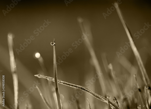 Abstract blurred. A drop of dew on the grass and a frosted grass frost. close-up. Black and white photo.