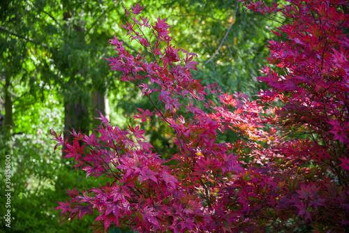 Autumn