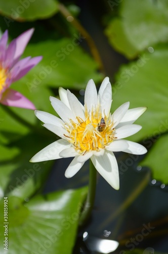 white lotus flower in nature garden