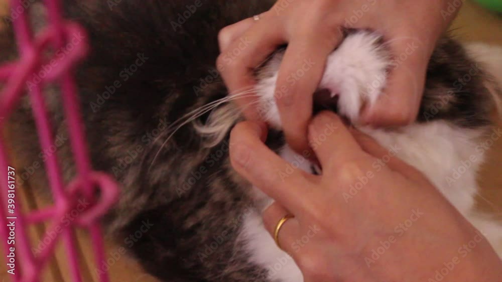Asian woman hands giving cat pill in mouth Asian woman hands giving cat pill in mouth
