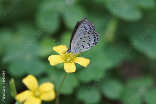 Pale grass blue butterfly is looking for some nectar of yellow sorrel. Sideways.