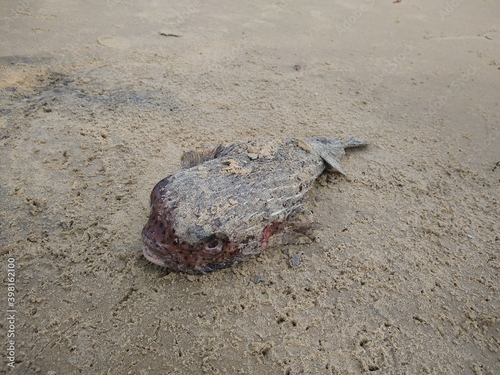 Dead puffer fish on the sea shore