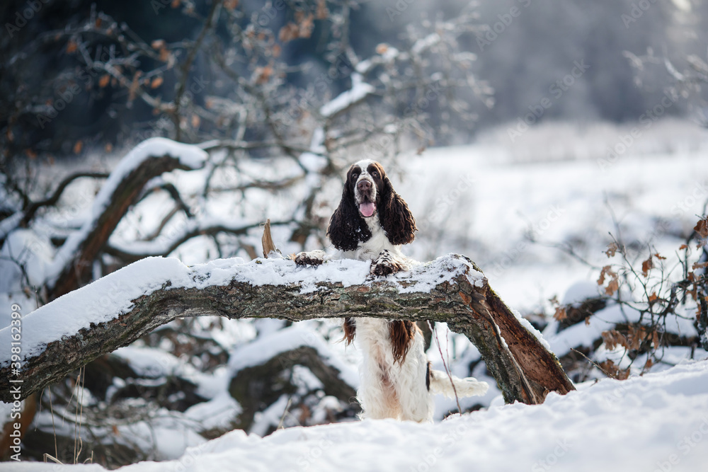 Fototapeta premium dog in the winter in the snow. Springer Spaniel Runs, plays in nature, outdoors