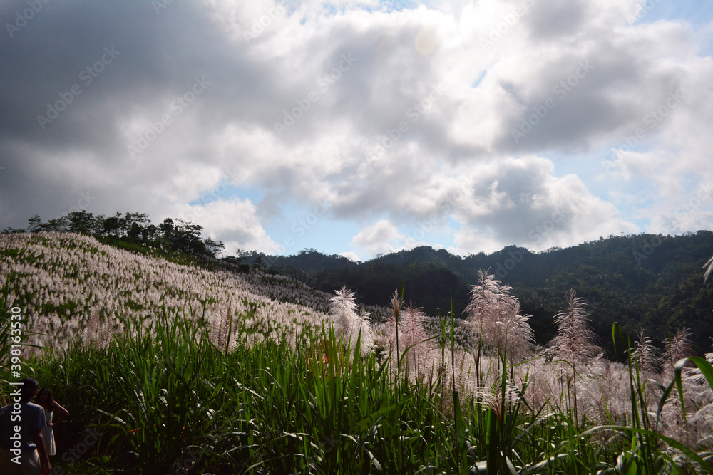 Fototapeta premium Stormy Cloudy Sugar Cane Plantation at Nanggulan Yogyakarta 