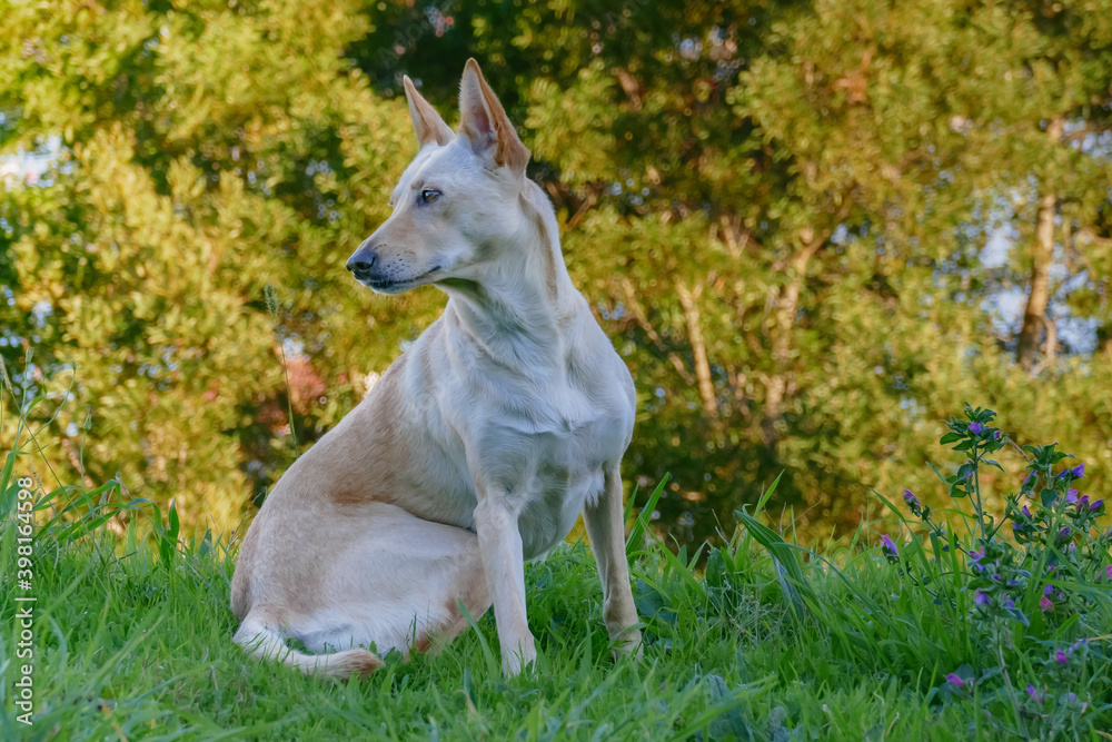 dog warren hound sitting on the grass in the field.. dog warren hound sitting on the grass in the field..