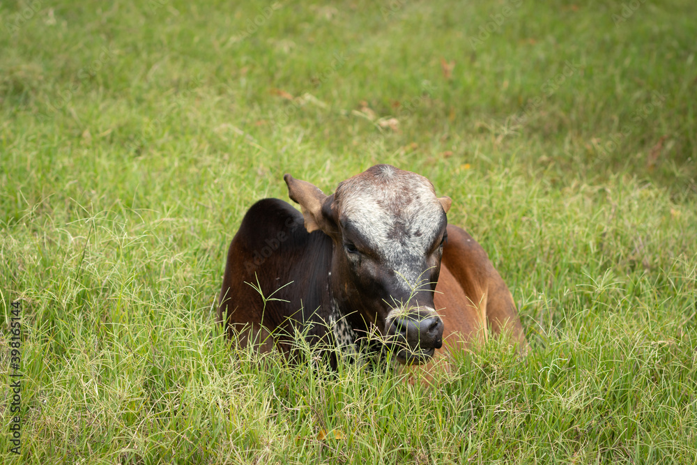 Obraz premium boi sentado descansando na grama