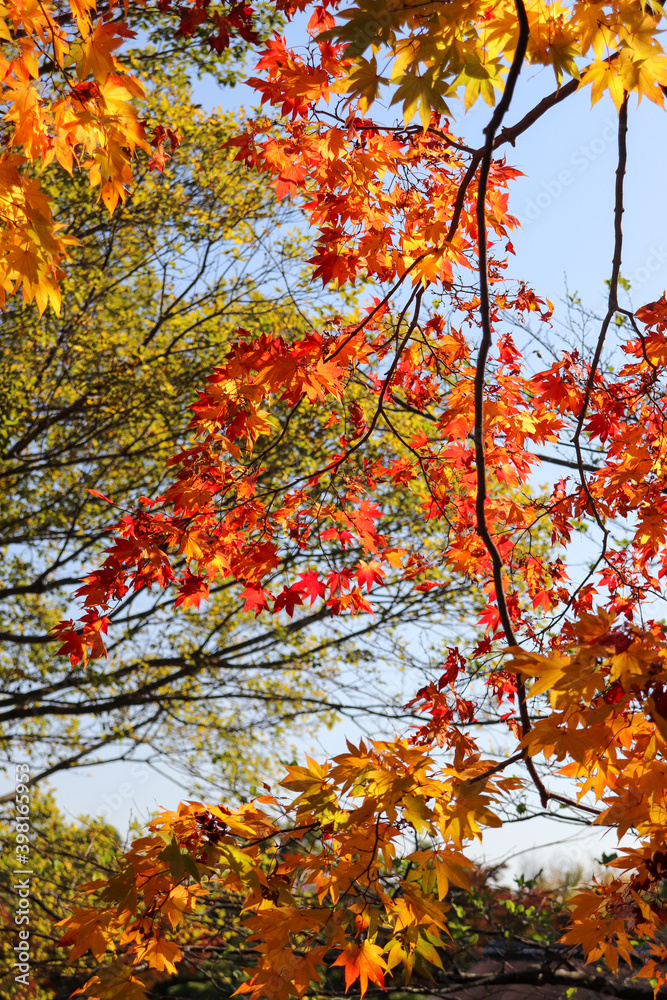紅葉 もみじ 赤い 日本 庭園 和風 日本 黄金色