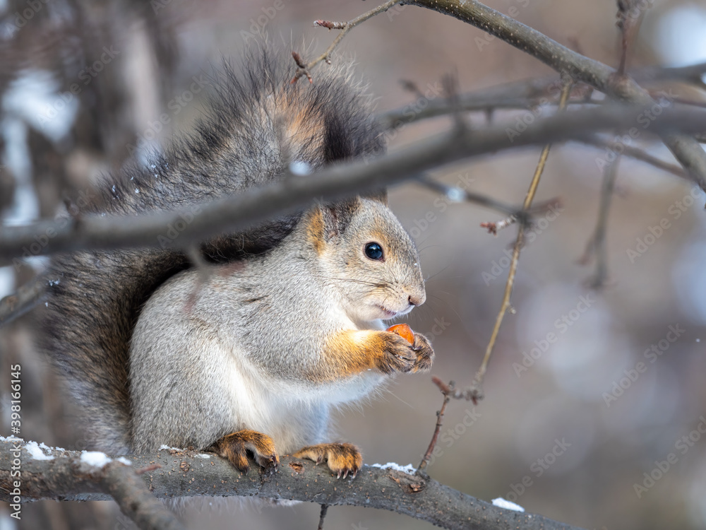 The squirrel with nut sits on tree in the winter or late autumn The squirrel with nut sits on tree in the winter or late autumn