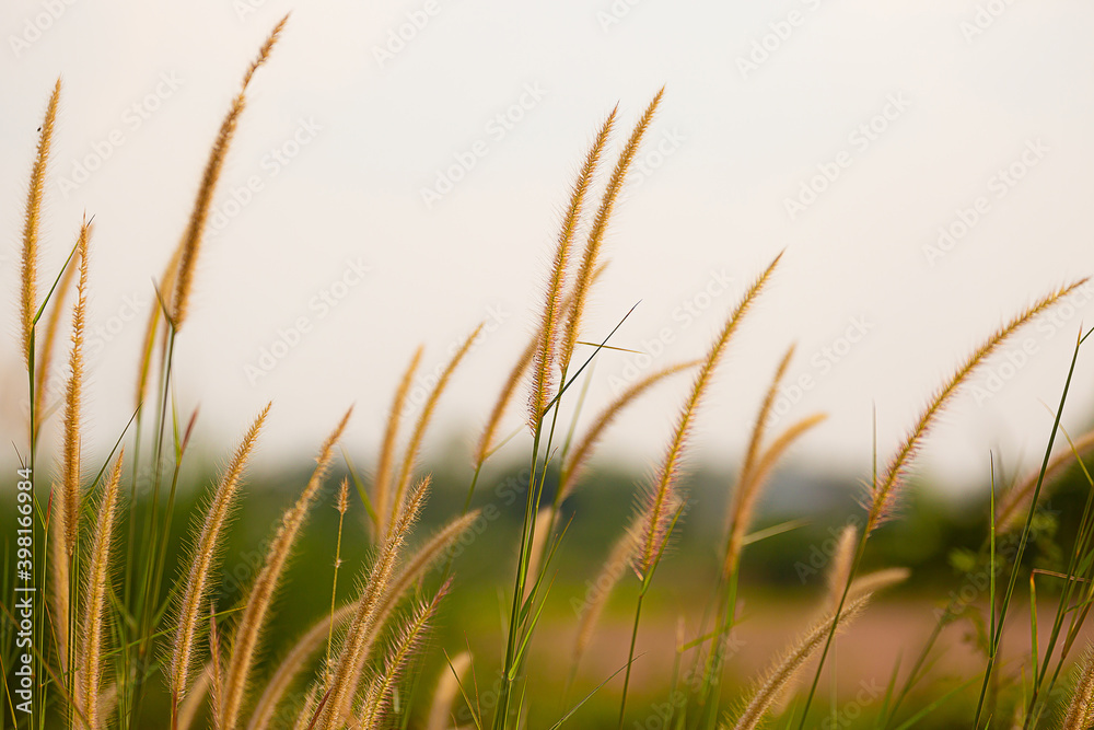 Fototapeta premium fountain flower blooming grass