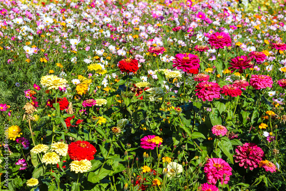 Fototapeta premium ピンク 花 ジニア キレイ 花畑 綺麗 美しい かわいい