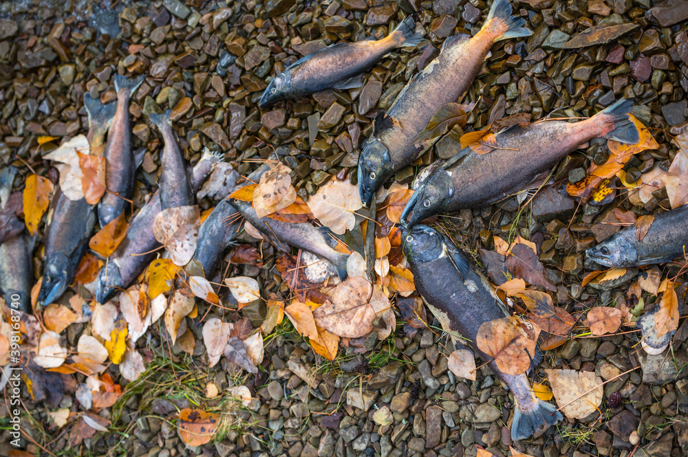 Naklejka premium Kokanee Salmon dead after spawning