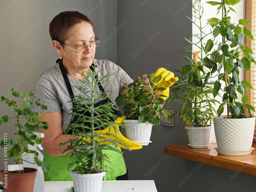 A woman watering and tending house plants in her private home.Plant growing and horticultural background. A woman watering and tending house plants in her private home.Plant growing and horticultural background.