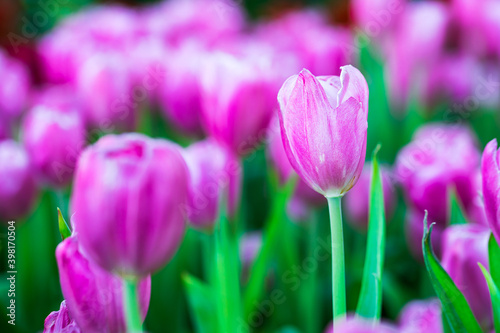 Close up of tulips in garden © Singha songsak