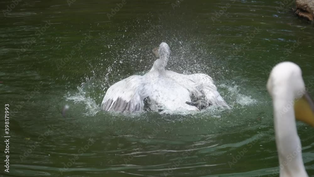 Pelican flaps its wings on the water, 4k Pelican flaps its wings on the water, 4k