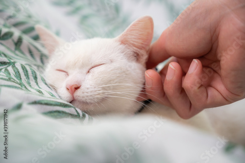 Cropped shot of someone hand scratching and plying a white cat while sleeping. Cats sleep an average of 15 hours per day.