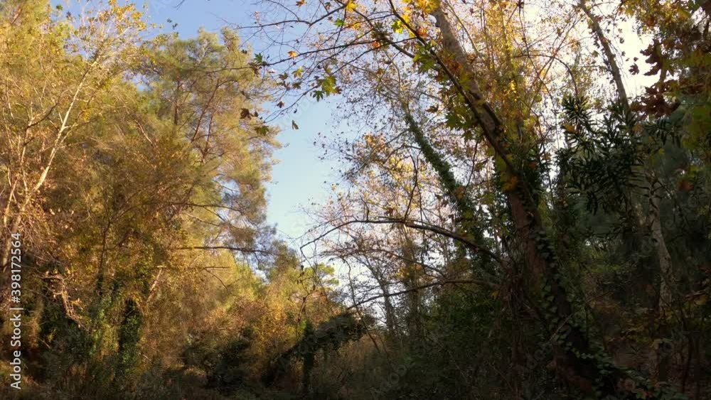 autumn forest in the morning autumn forest in the morning